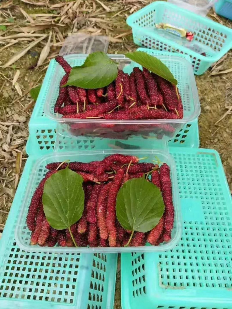广西桑葚苗长果桑四季长果桑树苗桑树苗