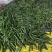 温室大黄瓜德瑞特721干花带刺22~25公分