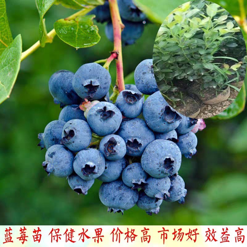 蓝莓苗规格齐全薄雾绿宝石天后蓝莓苗可签合同