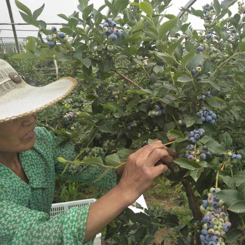 蓝莓苗规格齐全薄雾绿宝石天后蓝莓苗可签合同