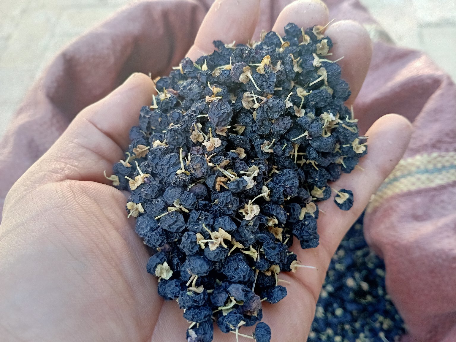 图片说明:黑枸杞花盛开在高原地区,花色淡紫,形态小巧,是天然的营养宝藏 黑枸杞花盛开在高原地区