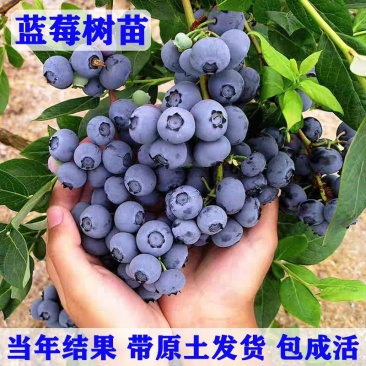蓝莓苗规格齐全薄雾绿宝石天后蓝莓苗可签合同