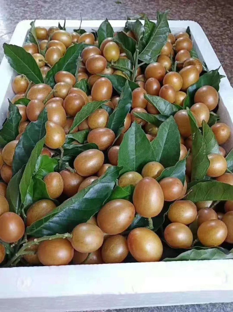 精品优质苗黑黄皮果苗黑黄皮苗黄皮果苗广西发货