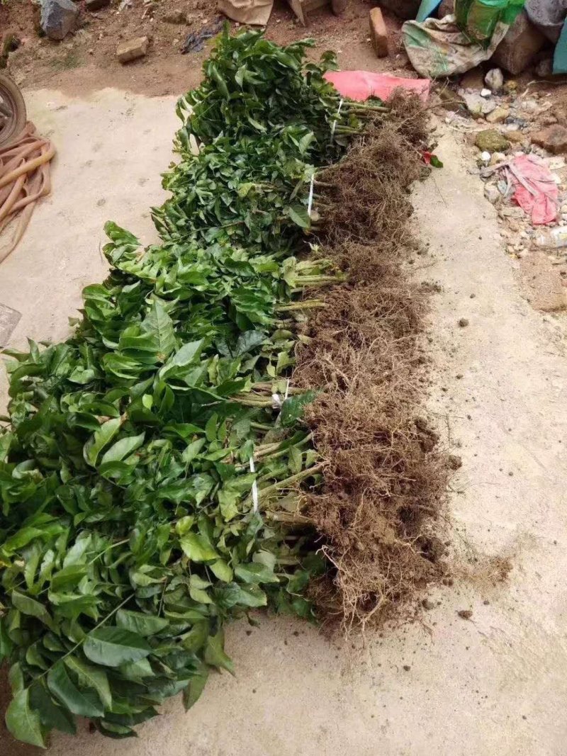 精品优质苗黑黄皮果苗黑黄皮苗黄皮果苗广西发货