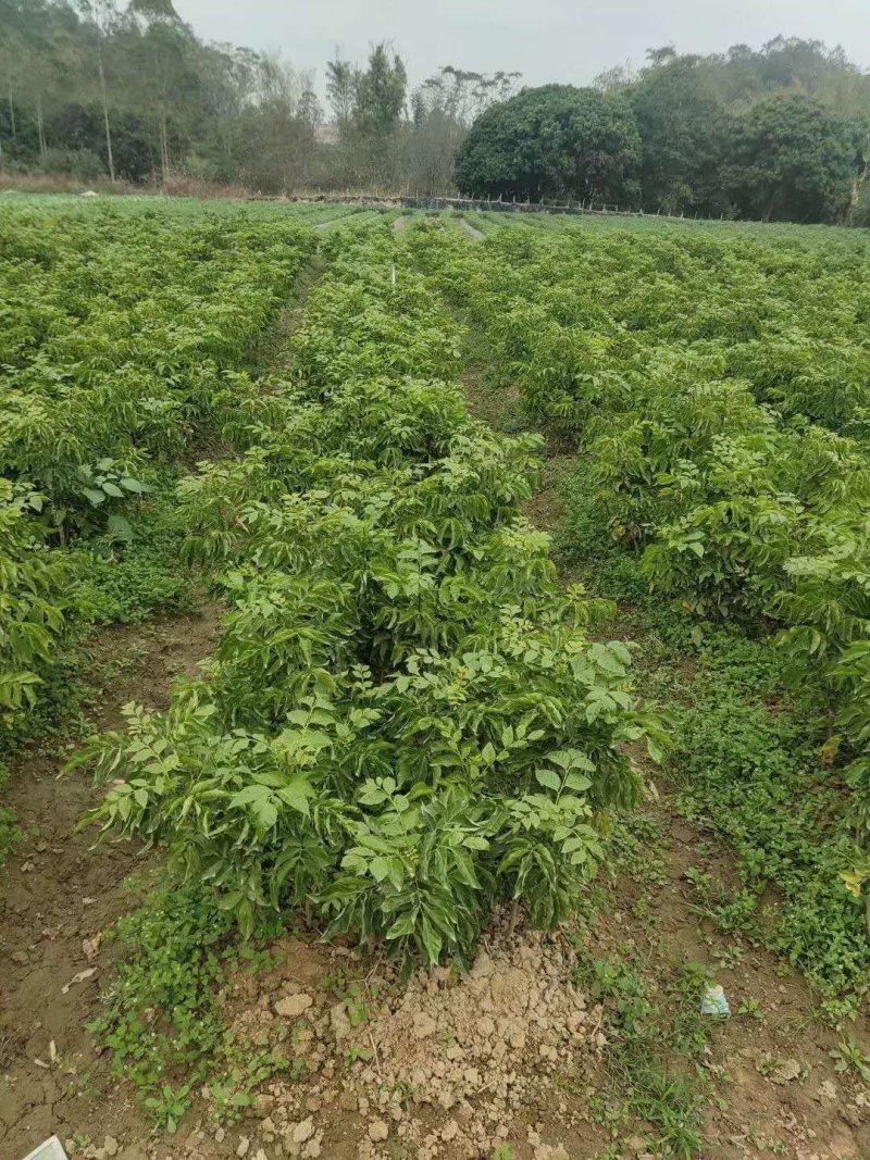 精品优质苗黑黄皮果苗黑黄皮苗黄皮果苗广西发货