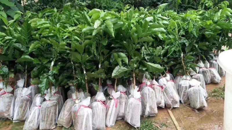 精品优质苗黑黄皮果苗黑黄皮苗黄皮果苗广西发货