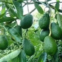 哈斯牛油果苗哈斯牛油果苗牛油果树苗越南牛油果苗