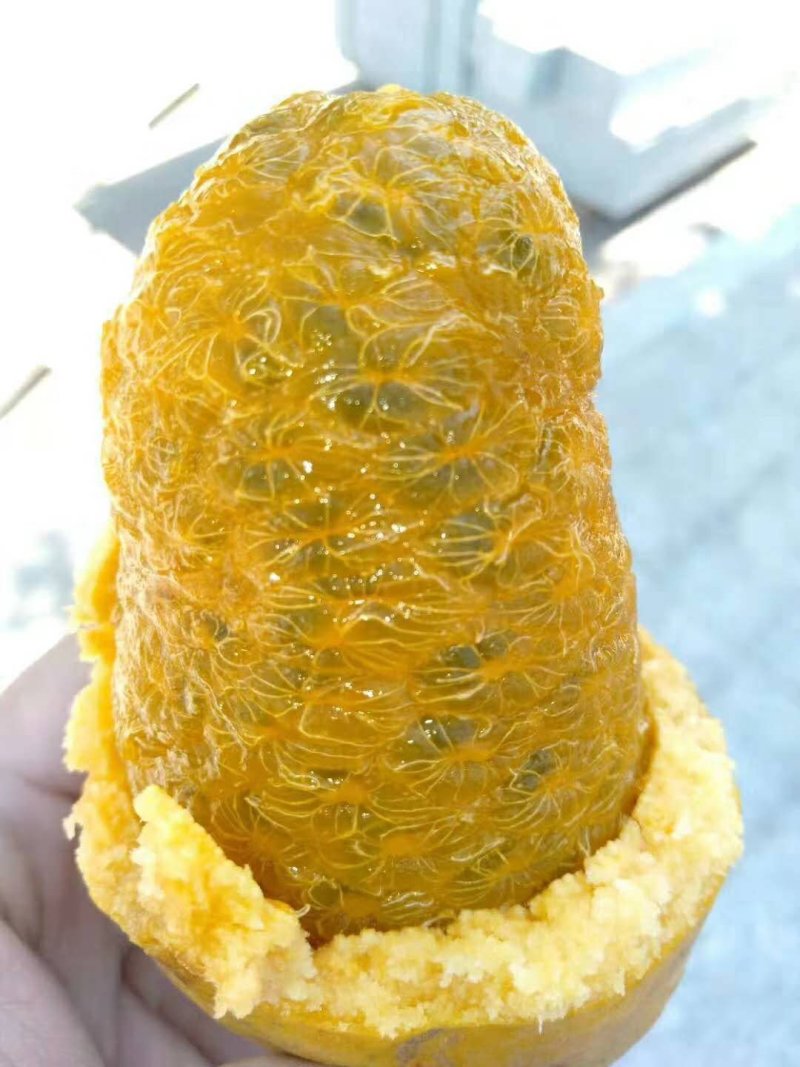 九月瓜苗，九月黄，牛卵坨基地直销欢迎光临