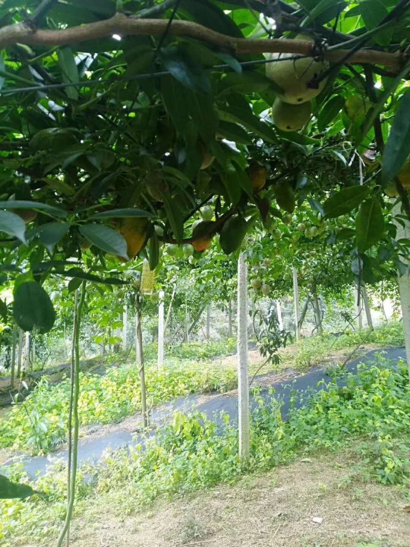 九月瓜苗，九月黄，牛卵坨基地直销欢迎光临