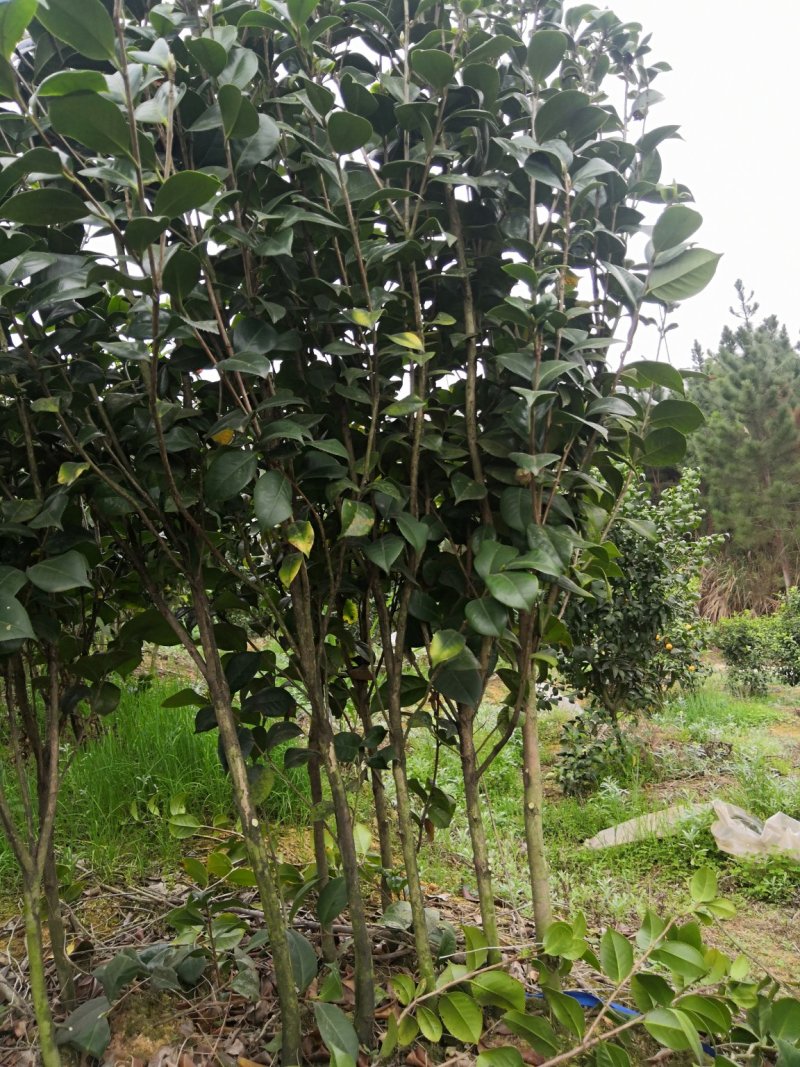 茶花树苗，可带土球，长期供应