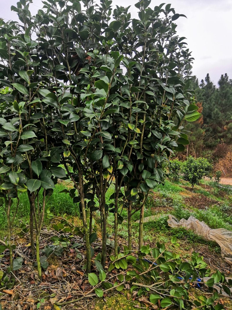 茶花树苗，可带土球，长期供应