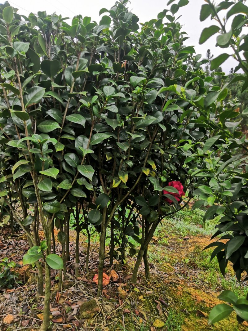茶花树苗，可带土球，长期供应