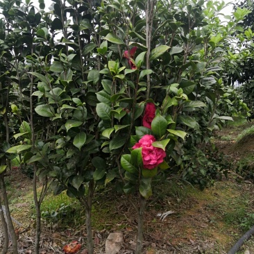 茶花树苗，可带土球，长期供应