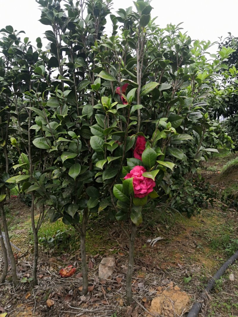 茶花树苗，可带土球，长期供应