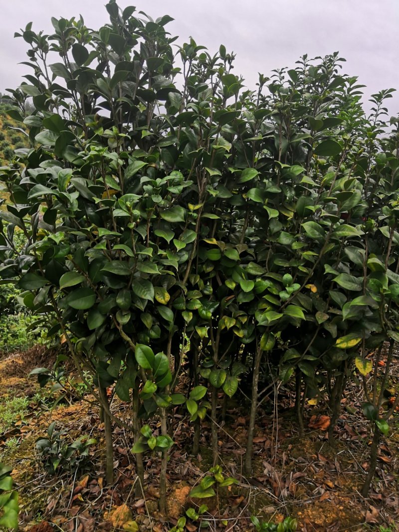 茶花树苗，可带土球，长期供应
