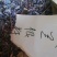 板蓝根籽