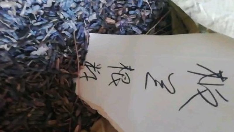 板蓝根籽