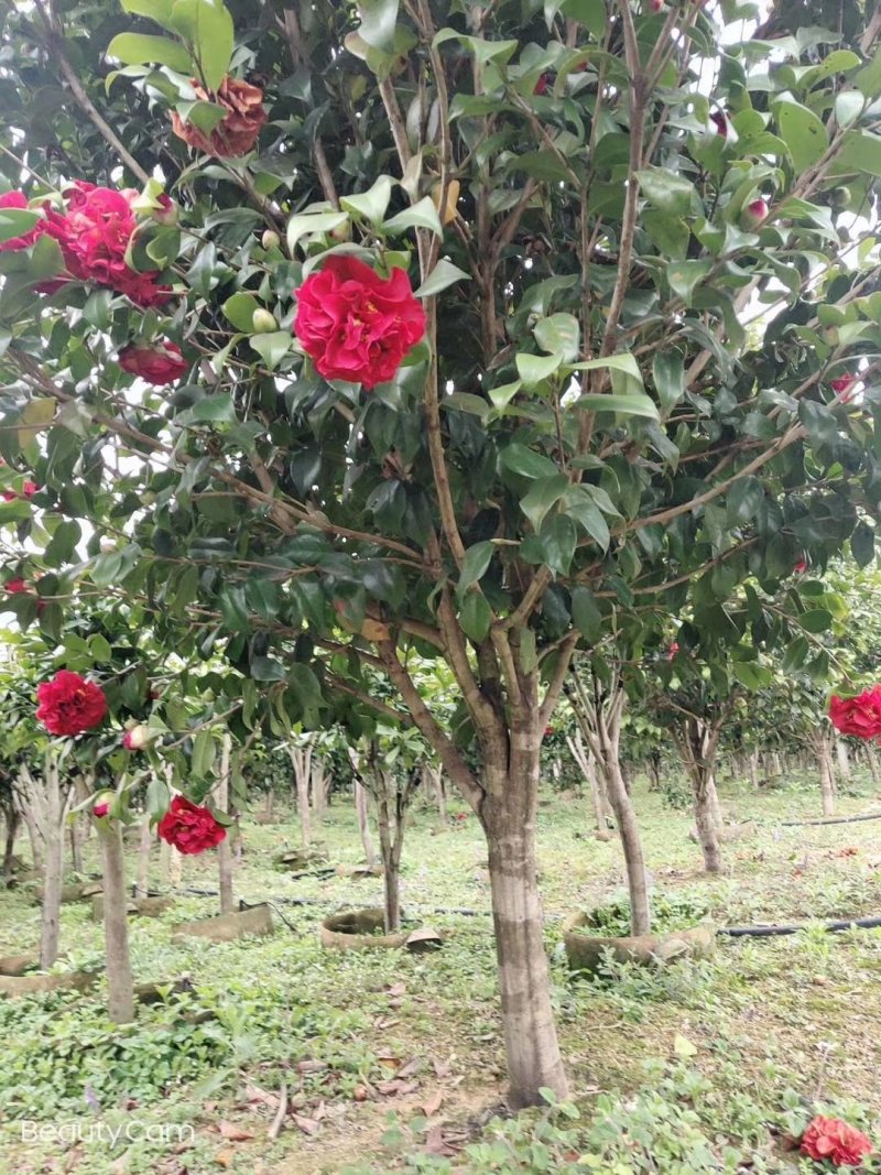 茶花树5一10公分，各种规格都有。