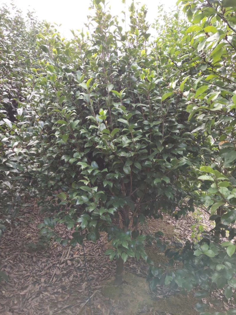 茶花树5一10公分，各种规格都有。