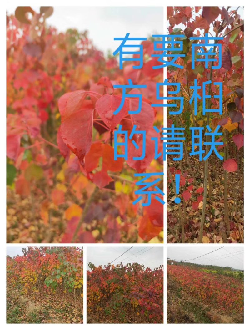 乌桕苗大量现货，欢迎新老客户来实地看苗下单，诚信第一！