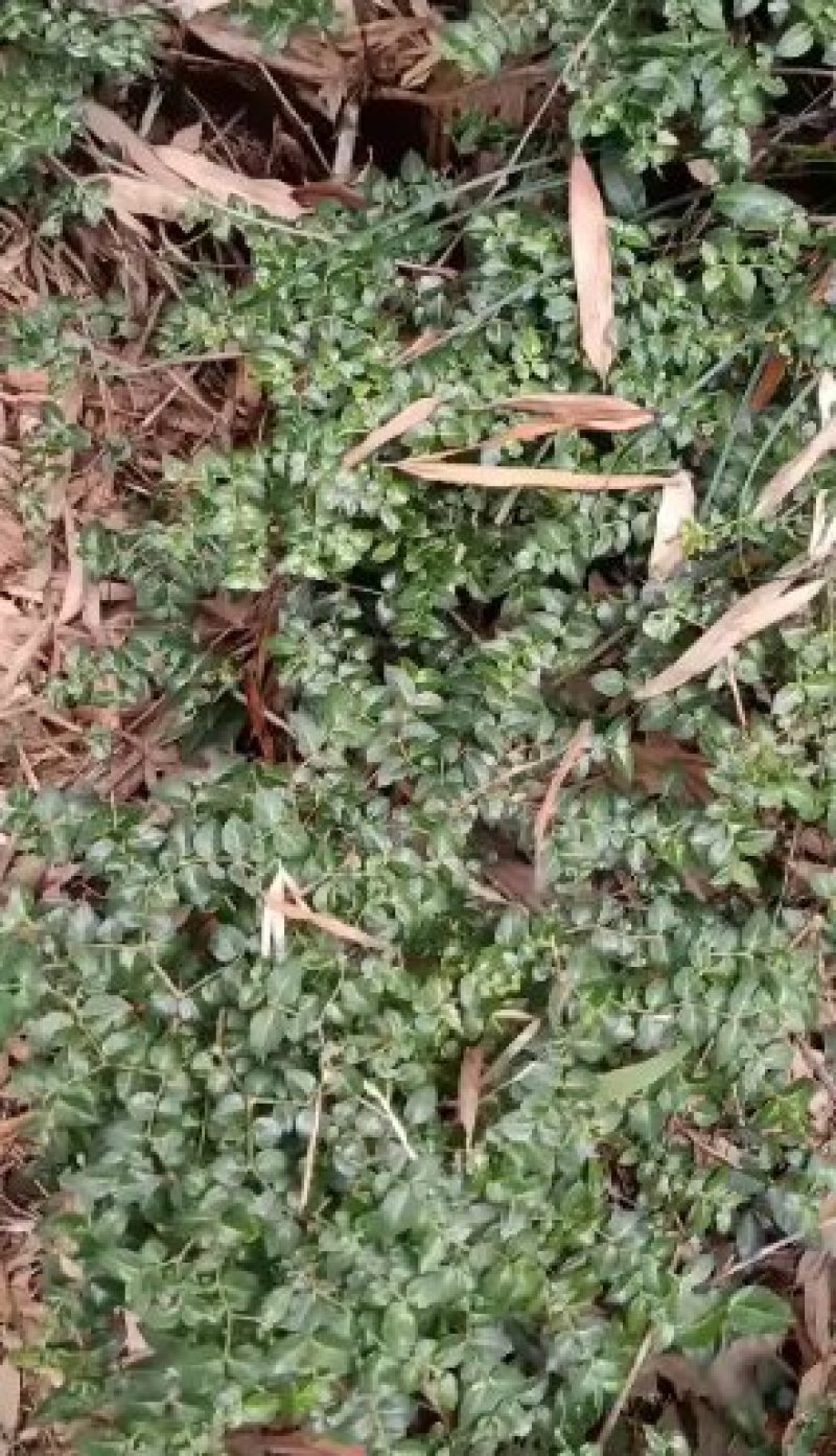 绣花针，虎刺，黄脚鸡！