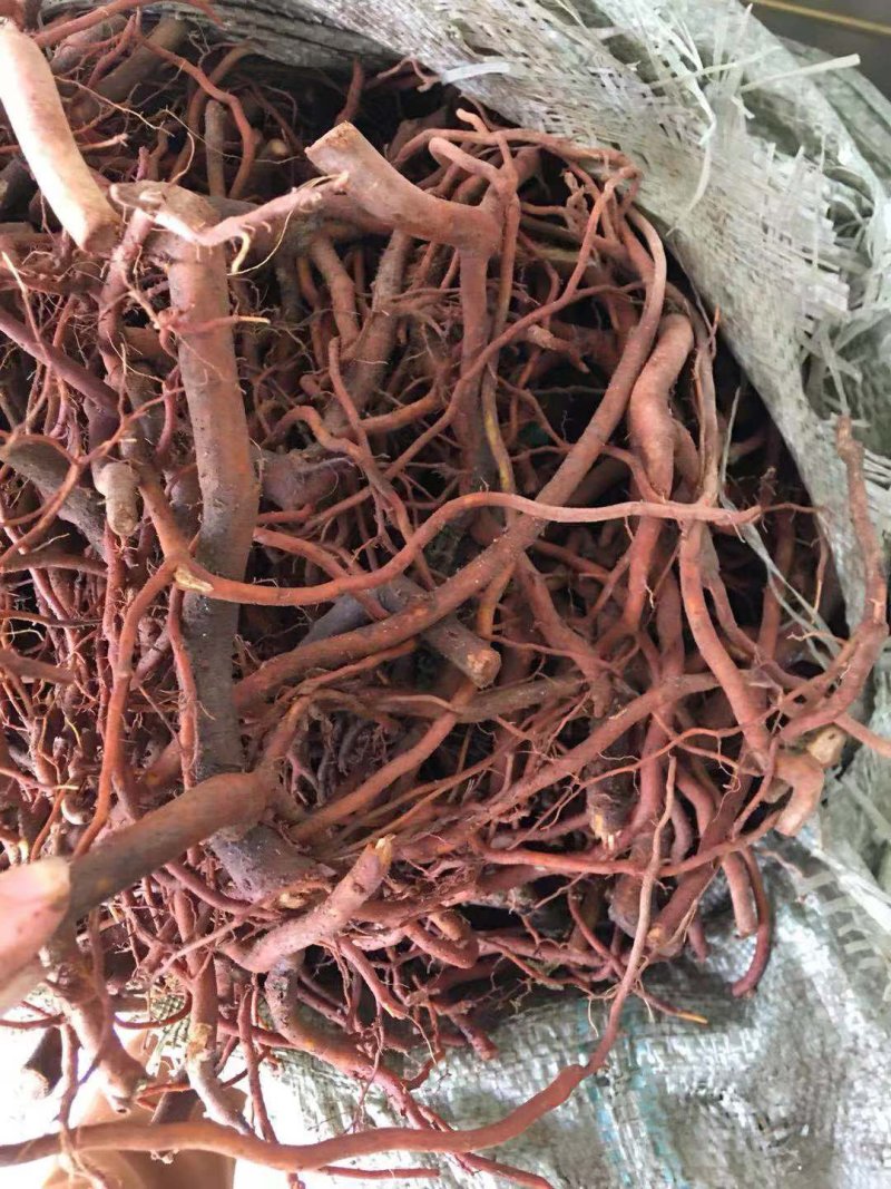 绣花针，虎刺，黄脚鸡！