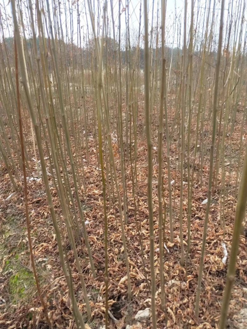 栾树精品货大量现货供应，欢迎有需要的新，老客户来实地考察