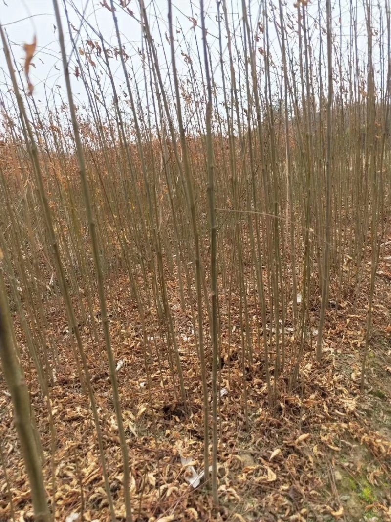 栾树精品货大量现货供应，欢迎有需要的新，老客户来实地考察