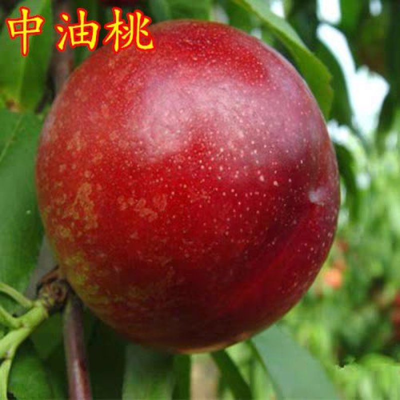 油桃苗中油16号中油18号中油27号油桃苗包品种