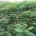 黄莲木大量供应优质的黄莲木树苗，1--2公分大量，欢迎各