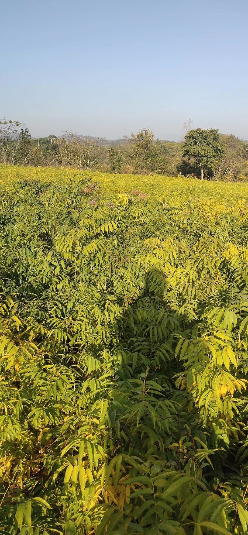 黄莲木大量供应优质的黄莲木树苗，1--2公分大量，欢迎各