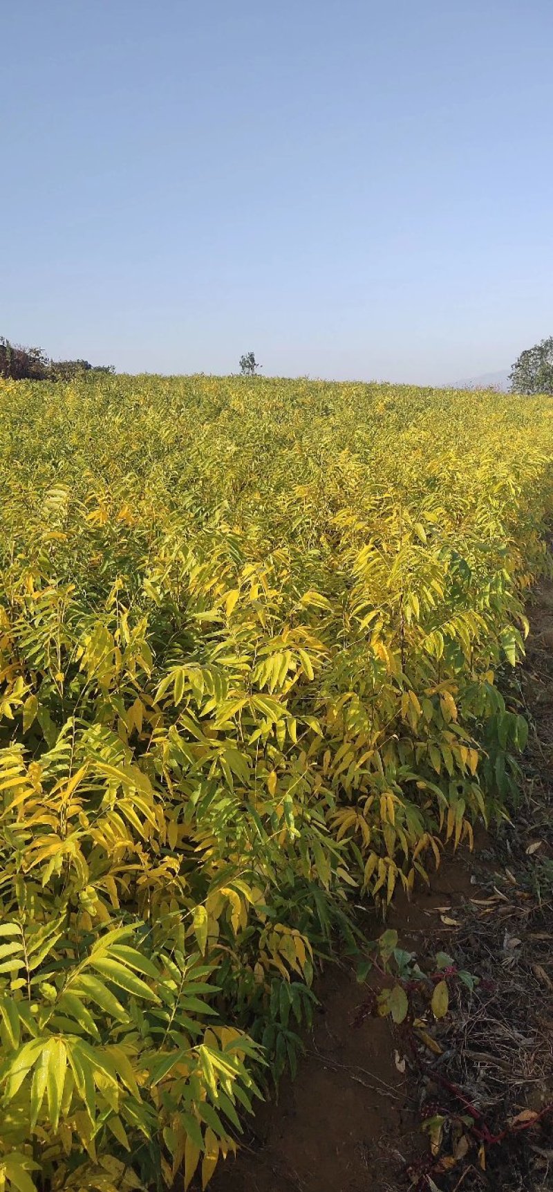 黄莲木大量供应优质的黄莲木树苗，1--2公分大量，欢迎各