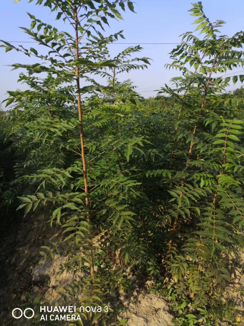 黄莲木大量供应优质的黄莲木树苗，1--2公分大量，欢迎各