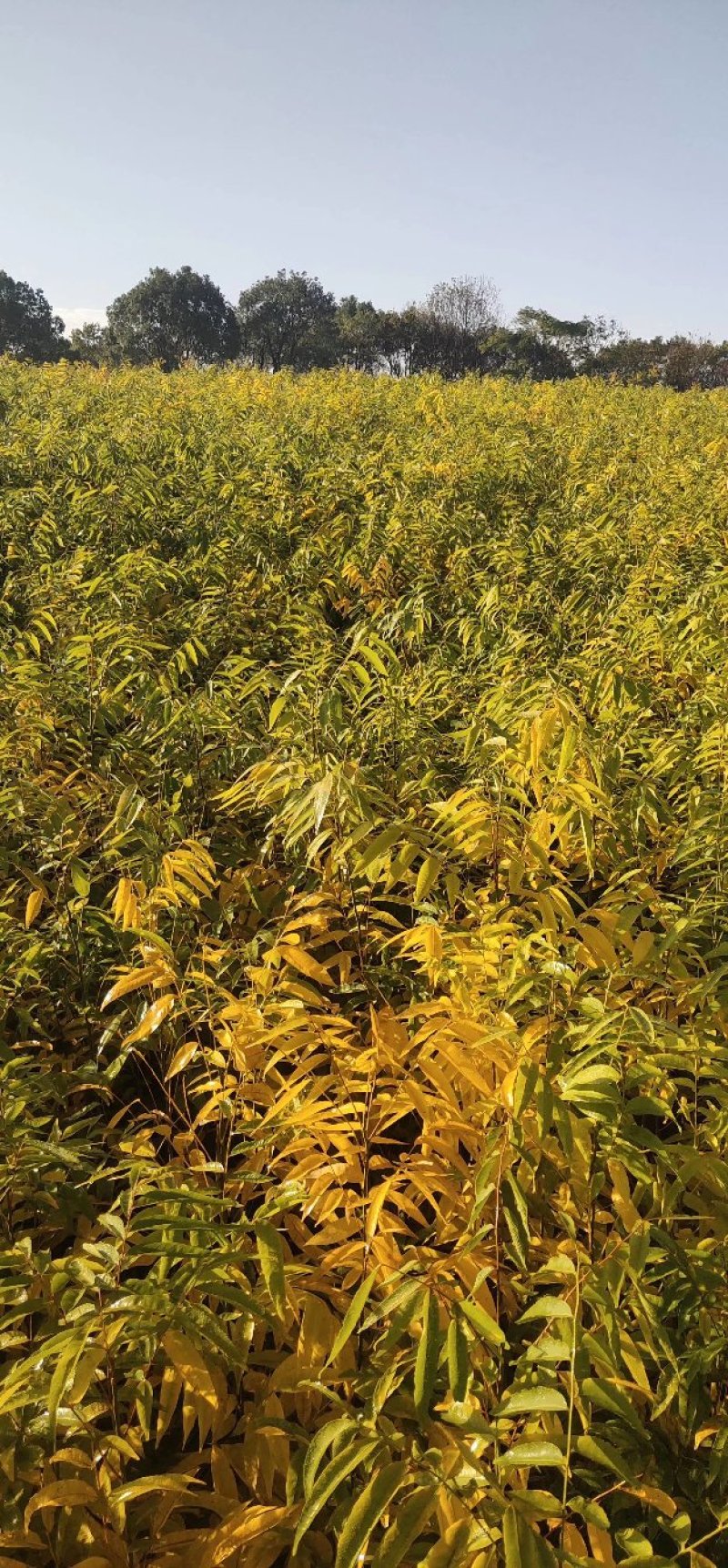 黄莲木大量供应优质的黄莲木树苗，1--2公分大量，欢迎各