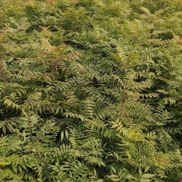 黄莲木大量供应优质的黄莲木树苗，1--2公分大量，欢迎各