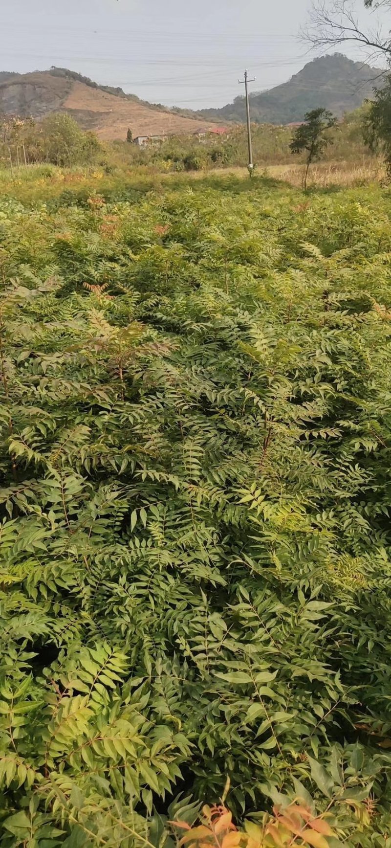 黄莲木大量供应优质的黄莲木树苗，1--2公分大量，欢迎各