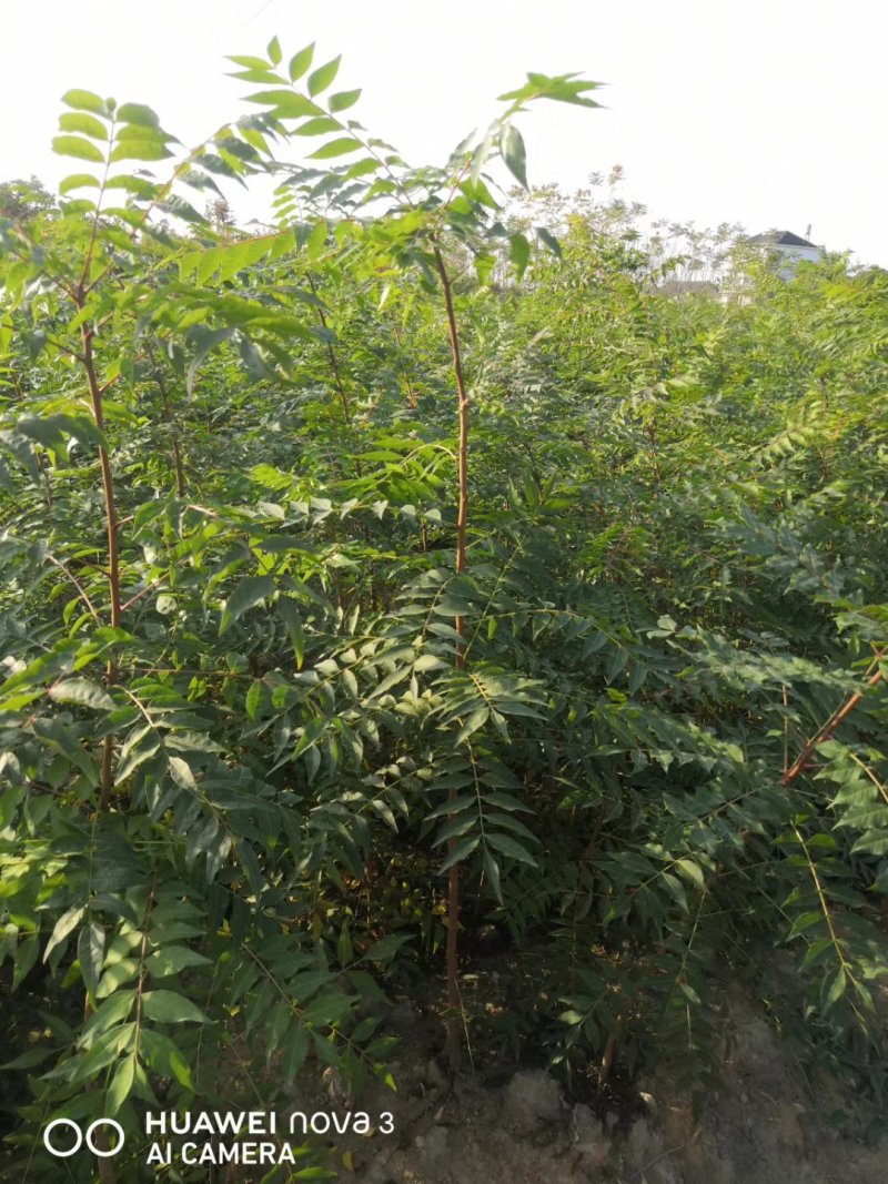 黄莲木大量供应优质的黄莲木树苗，1--2公分大量，欢迎各