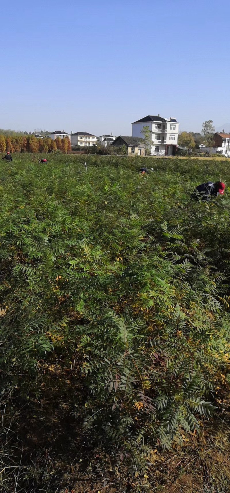 黄莲木大量供应优质的黄莲木树苗，1--2公分大量，欢迎各