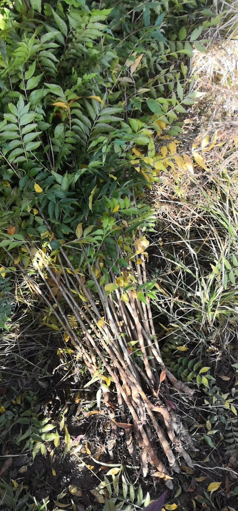 黄莲木大量供应优质的黄莲木树苗，1--2公分大量，欢迎各