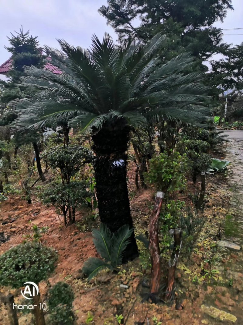 苏铁大量现货，欢迎各位老板来实地看货下单，交通方便服务周