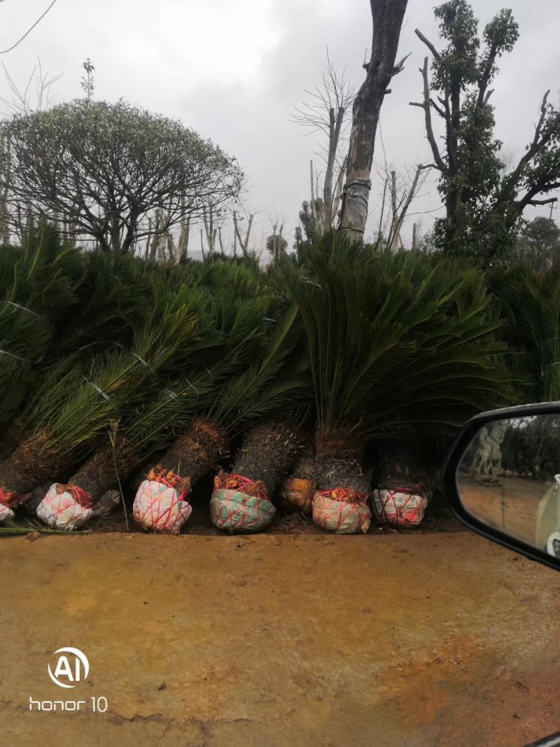 苏铁大量现货，欢迎各位老板来实地看货下单，交通方便服务周