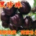 车厘子（庭院居室，南方北方，均可种植，好养易活）