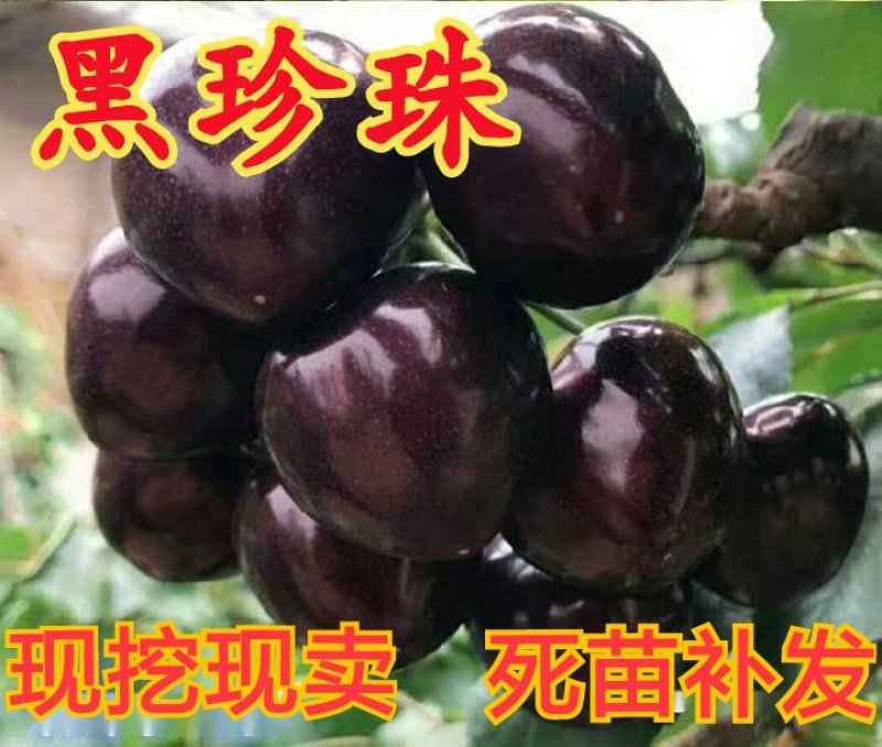 车厘子（庭院居室，南方北方，均可种植，好养易活）