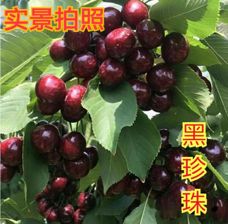 车厘子（庭院居室，南方北方，均可种植，好养易活）
