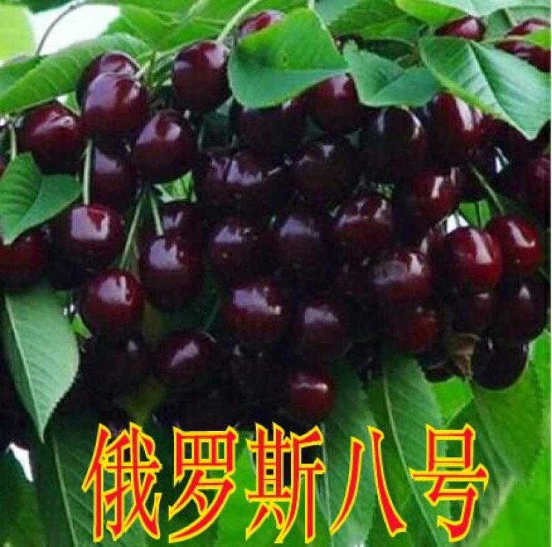 车厘子（庭院居室，南方北方，均可种植，好养易活）