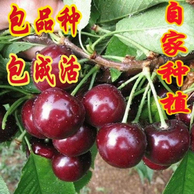 车厘子（庭院居室，南方北方，均可种植，好养易活）