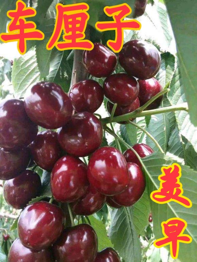 车厘子（庭院居室，南方北方，均可种植，好养易活）