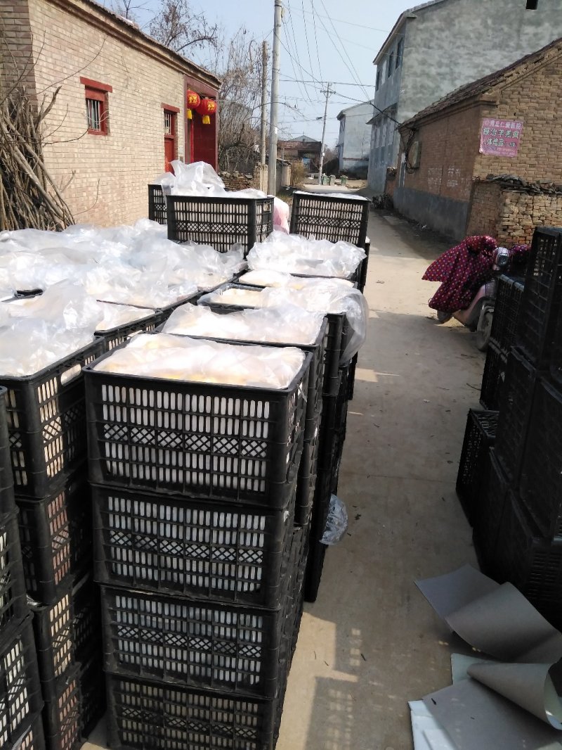宁陵县酥梨代办，支持全国发货，产地直发，大量供应市场