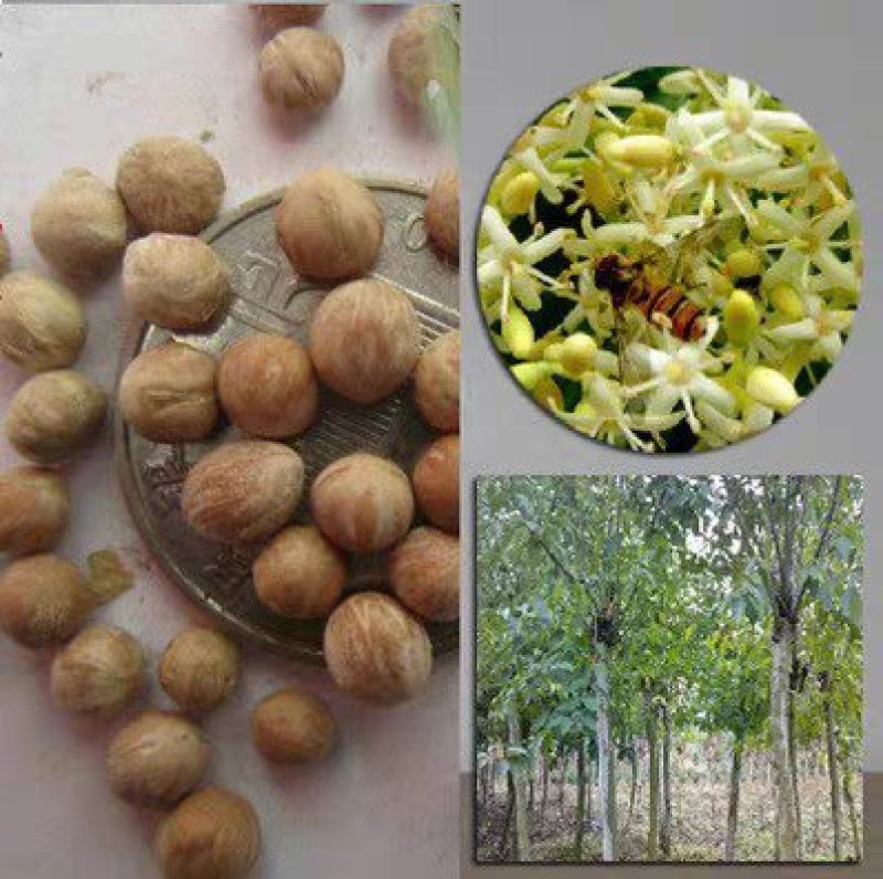 新采林木树籽光皮毛梾木光皮树种子斑皮抽水树四季可播包邮