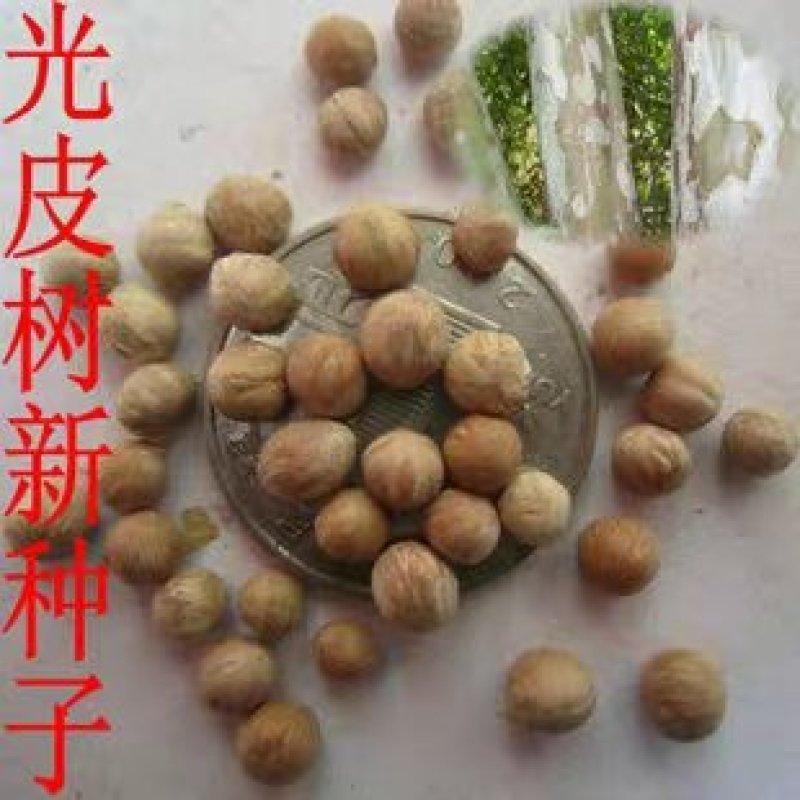 新采林木树籽光皮毛梾木光皮树种子斑皮抽水树四季可播包邮